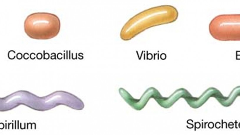 bacteria_shapes